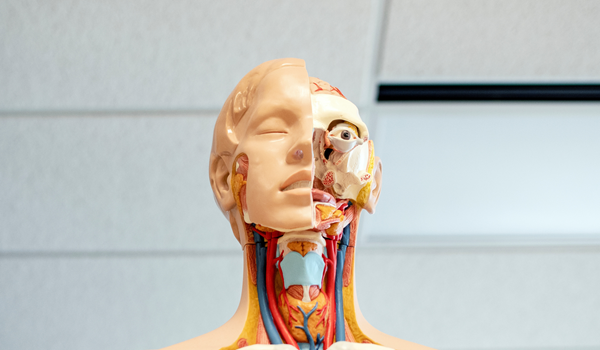 a medical dummy of the head